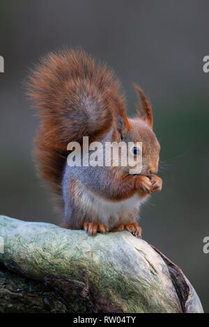 Red squirrel with large ear tufts Stock Photo - Alamy