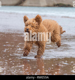 cockapoo dog Stock Photo