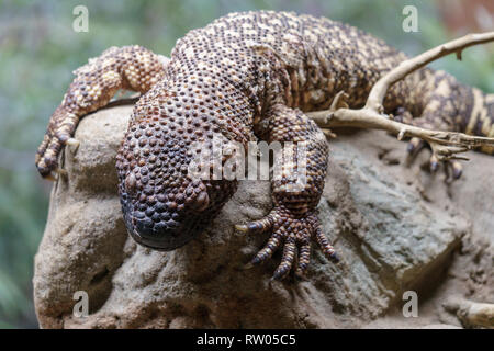 Rare beaded lizard Stock Photo