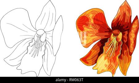Tropical orchid, red flower with orange and yellow veins on white background Stock Vector