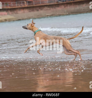 whippet Stock Photo
