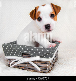Funny Jack Russell Terrier puppy dog in the basket Stock Photo