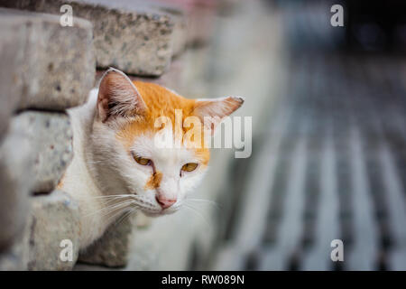 White-and-ginger cat looks from behind a gray wall and looks ahead, cat’s yellow eyes, gray blurred background Stock Photo