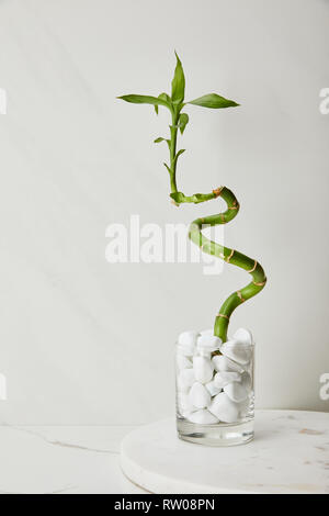 round board and green bamboo stem in vase with stones on white marble background Stock Photo