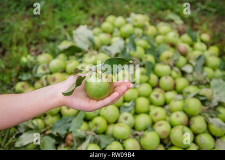 One green apple in a child's hand. Green apple dropped on the ground. Harvesting organic apples in the garden. Stock Photo