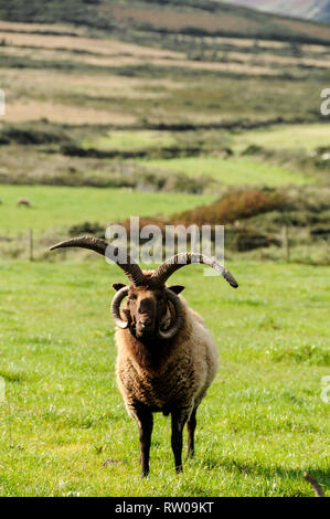 A Manx Loaghtan ram with its four horns is a rare breed of sheep native to the Isle of Man at a working farm at the National Folk Museum in a small ha Stock Photo
