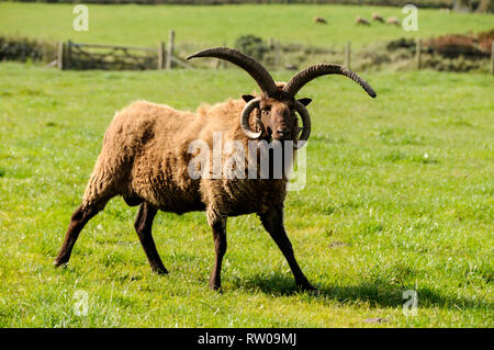 A Manx Loaghtan ram with its four horns is a rare breed of sheep native to the Isle of Man at a working farm at the National Folk Museum in a small ha Stock Photo