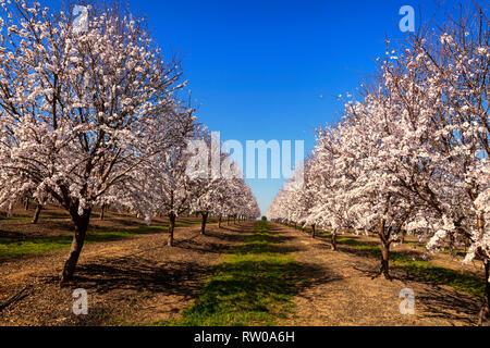 A beautiful and colourful Cherry orchard in flower, near Cordoba, Andalucia, Spain.  Spain is the second largest producer of cherries in Europe and th Stock Photo