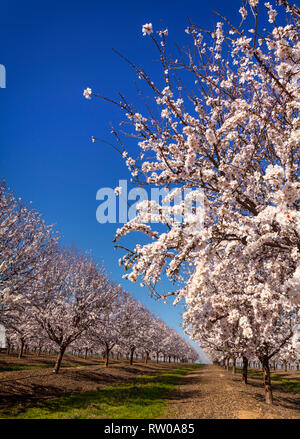 A beautiful and colourful Cherry orchard in flower, near Cordoba, Andalucia, Spain.  Spain is the second largest producer of cherries in Europe and th Stock Photo
