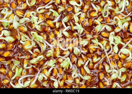 fresh wet water cress sprouts macro Stock Photo