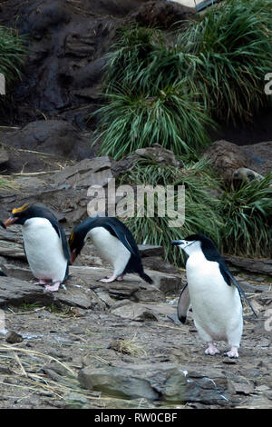 Hercules Bay South Georgia Islands, Chinstrap and Macaroni penguins at base of cliff Stock Photo