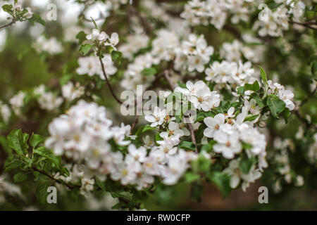 Shallow depth of focus, only few flowers in focus, Apple blossoms on tree branches in shade. Abstract spring background. Stock Photo