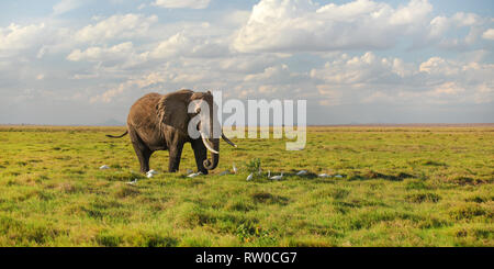 Single African bush elephant (Loxodonta africana) walking on savanna, white heron birds at its feet. Stock Photo