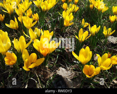 Spring concept: Yellow crocuses on the meadow, closeup Stock Photo