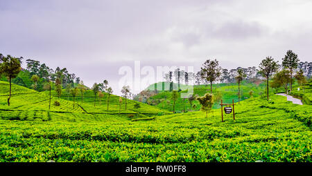 Tea Plantation next to Haputale, Sri Lanka Stock Photo