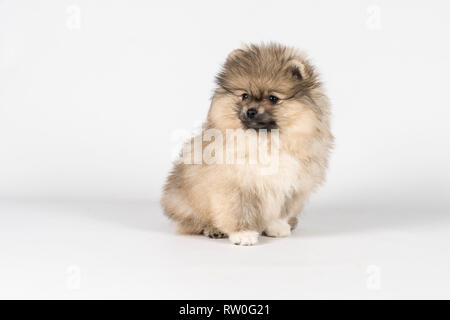 Small Pomeranian puppy sitting isolated on a white and gray background Stock Photo