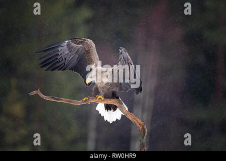 White tailed eagles shot from a hide in mid Sweden Stock Photo