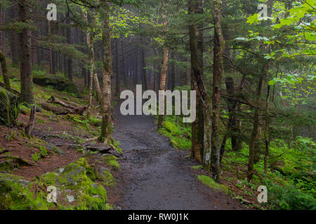 Muddy Trail Cuts Through Mossy Forest in early summer Stock Photo
