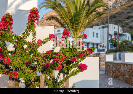 Summer flowers growing in the garden.. Kamares village on Sifnos island. Greece Stock Photo