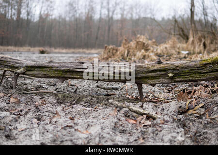 close up of an old tree trunk lying on the bottom of dried lake Stock Photo