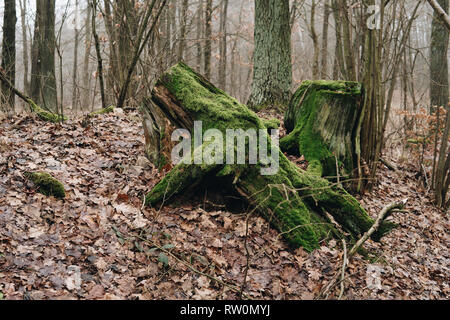 roots of old tree roots covered with green moss during autumn season Stock Photo