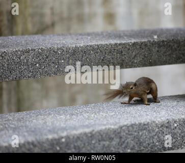 Squirrels in the Botanical Garden in Singapore Stock Photo