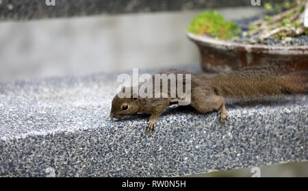 Squirrels in the Botanical Garden in Singapore Stock Photo