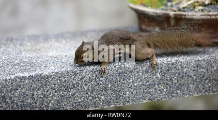 Squirrels in the Botanical Garden in Singapore Stock Photo