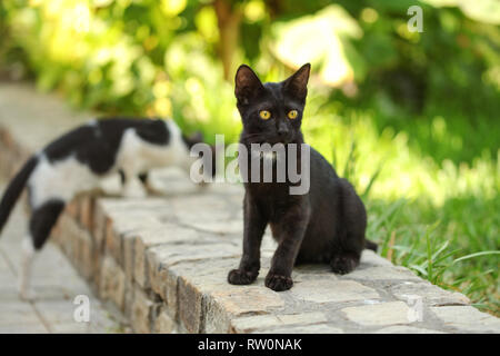 Stray black cat sitting on pavement curb, another one in background, blurred sun lit green harden behind Stock Photo
