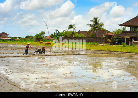 Local man working in rice field at rural farm, countryside traditional scene, Bali, Indonesia Stock Photo