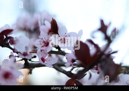 Spring is coming and trees (cherry) are blooming with all the power of nature. Stock Photo