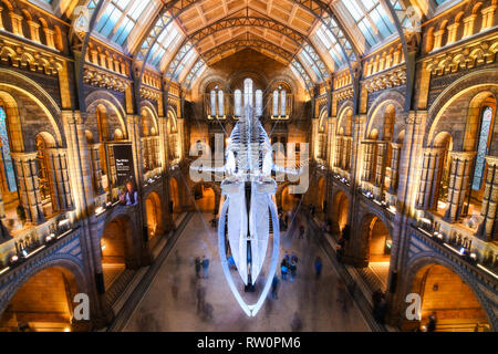 London Natural History Museum Interior Architecture Blue Whale 2018 11 17 Stock Photo