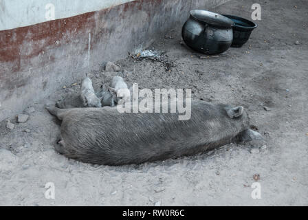 A pig feeding piglets on a dirty street of Kongo village in Northern Ghana. Two dirty pots are also on the picture. Stock Photo