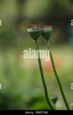 affection, 2 poppy capsules Stock Photo
