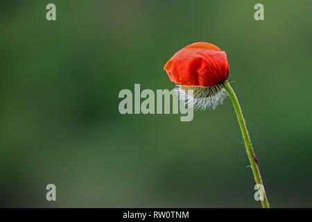 half open poppy blossom blurred homogeneously green background Stock Photo