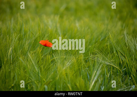 Single poppy in the cornfield Stock Photo