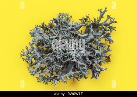 Detail of Icelandic lichen (Cladonia rangiferina) structure on yellow board. Abstract organic  photo. Stock Photo