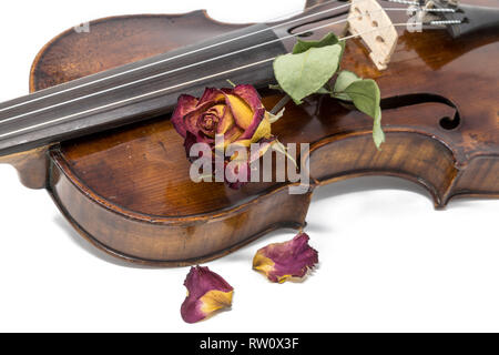 Old shiny violin with withered red yellow rose blossom isolated on white Stock Photo