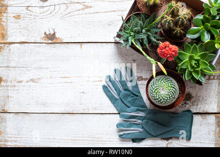 automatic house plant watering Automatic Plant Waterers