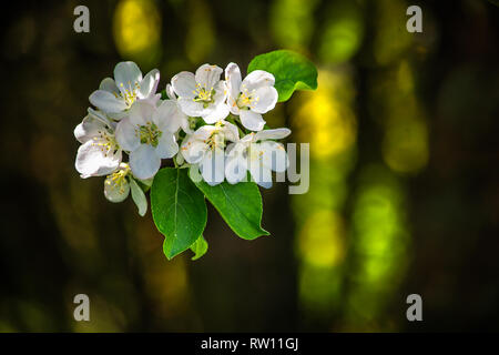 Spring flowers depicted in a fuzzy painted background Stock Photo