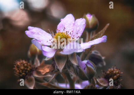 Spring flowers depicted in a fuzzy painted background Stock Photo