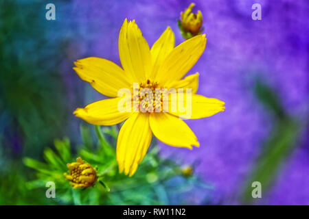 Spring flowers depicted in a fuzzy painted background Stock Photo