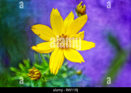 Spring flowers depicted in a fuzzy painted background Stock Photo