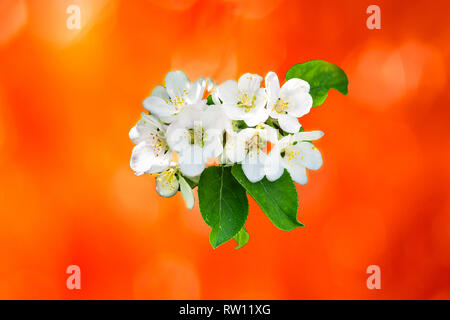 Spring flowers depicted in a fuzzy painted background Stock Photo