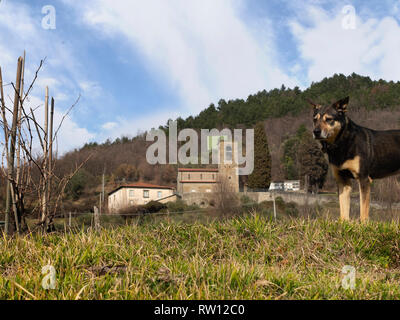 Distant view of the church, La pieve di Santa Maria Assunta di Pognana, near Verrucola, Lunigiana, Italy. A local dog stands sentry. Stock Photo