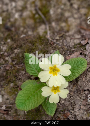 Wild primrose flower, early spring. Primula vulgaris. Thrum eyed. Stock Photo