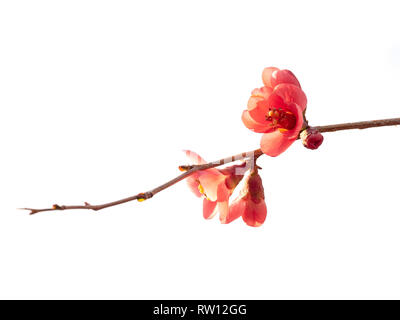 Quince, chaenomeles shrub, pink flowers, back lit and isolated on white background. Beautiful spring flowers. Stock Photo