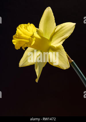 SINGLE DAFFODIL FLOWER ON CLEAR BACKGROUND. Stock Photo