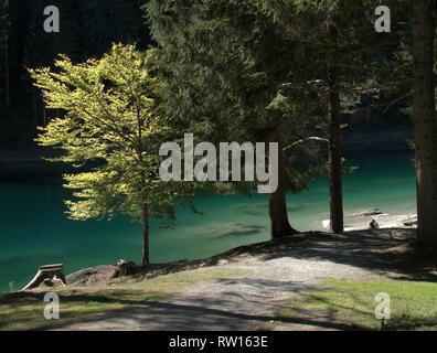 Sunlit pine trees on the banks of the Caumsee, Grisons in Switzerland Stock Photo