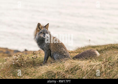 Young red fox, melanistic colour, hunting for food at Cape St. Mary's, Newfoundland, Canada Stock Photo